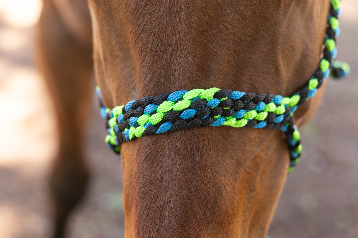 Muletape Halter