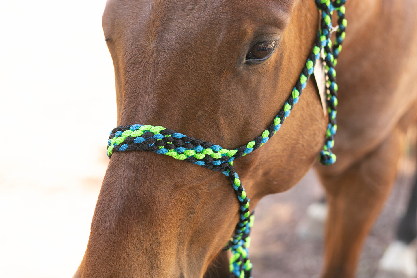 Muletape Halter