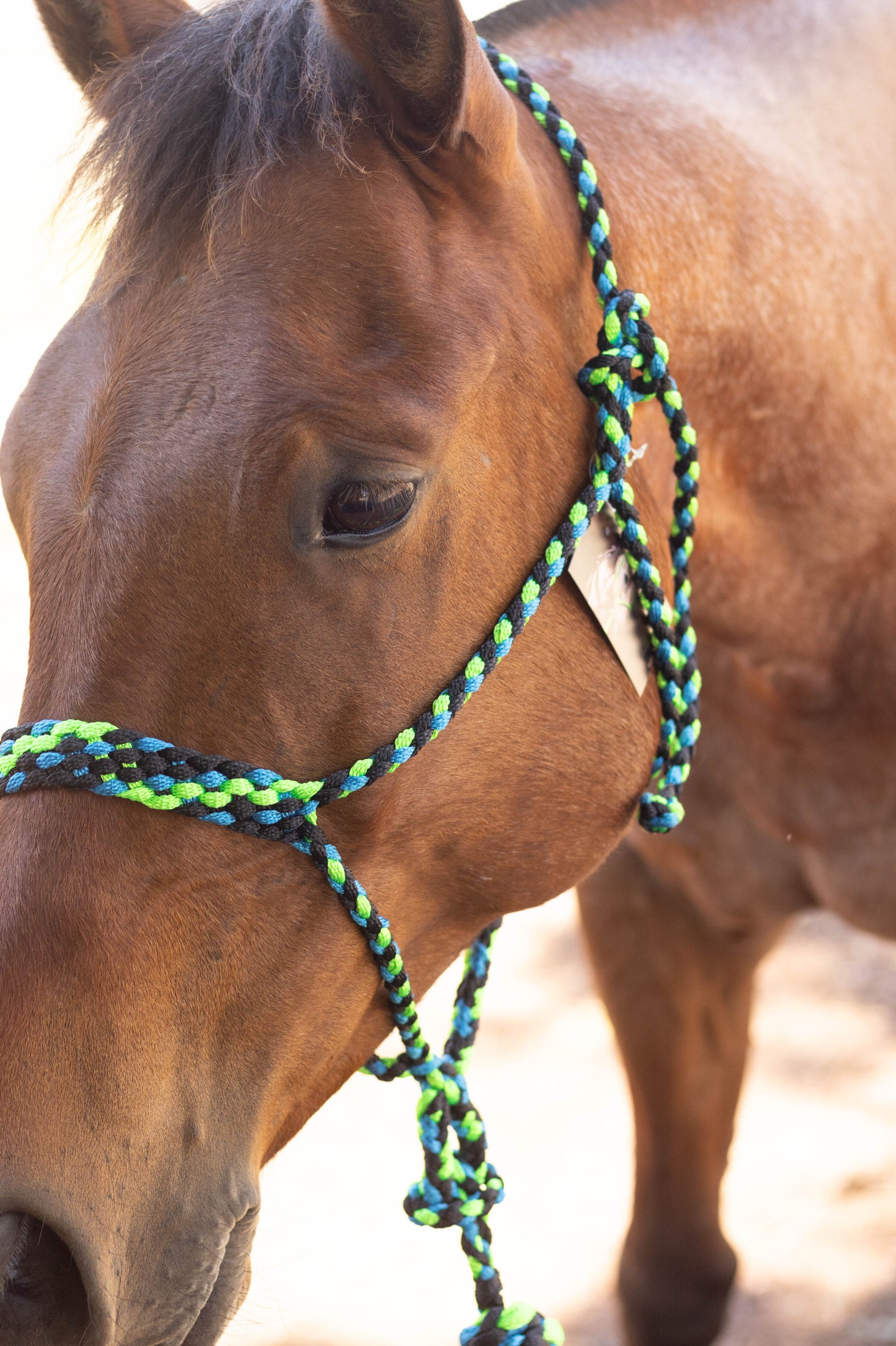 Muletape Halter