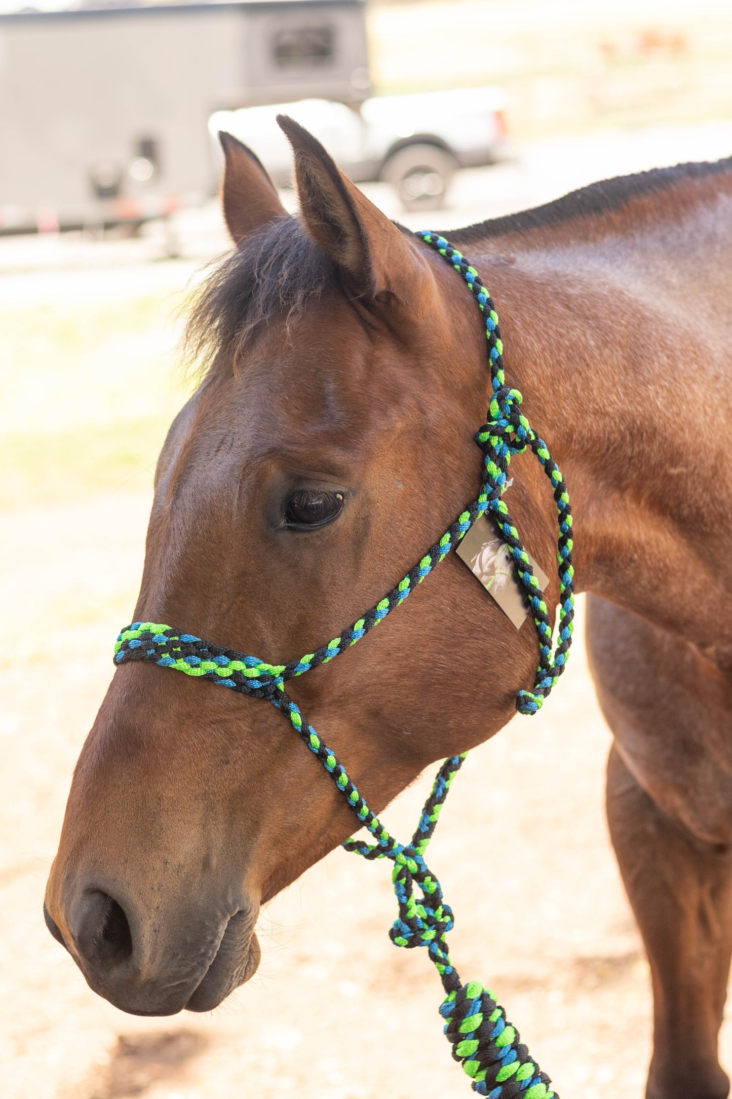 Muletape Halter