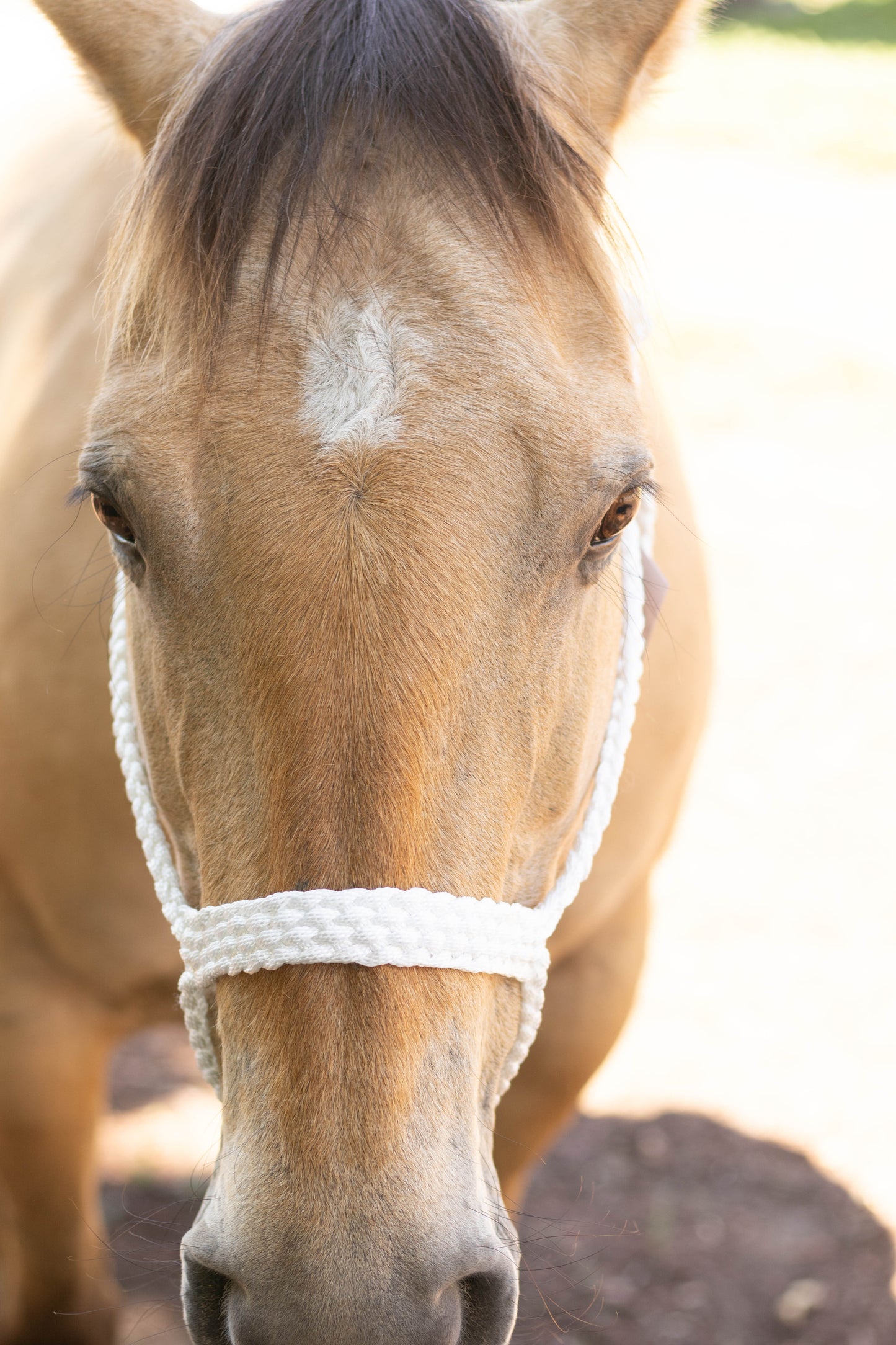 Muletape Halter