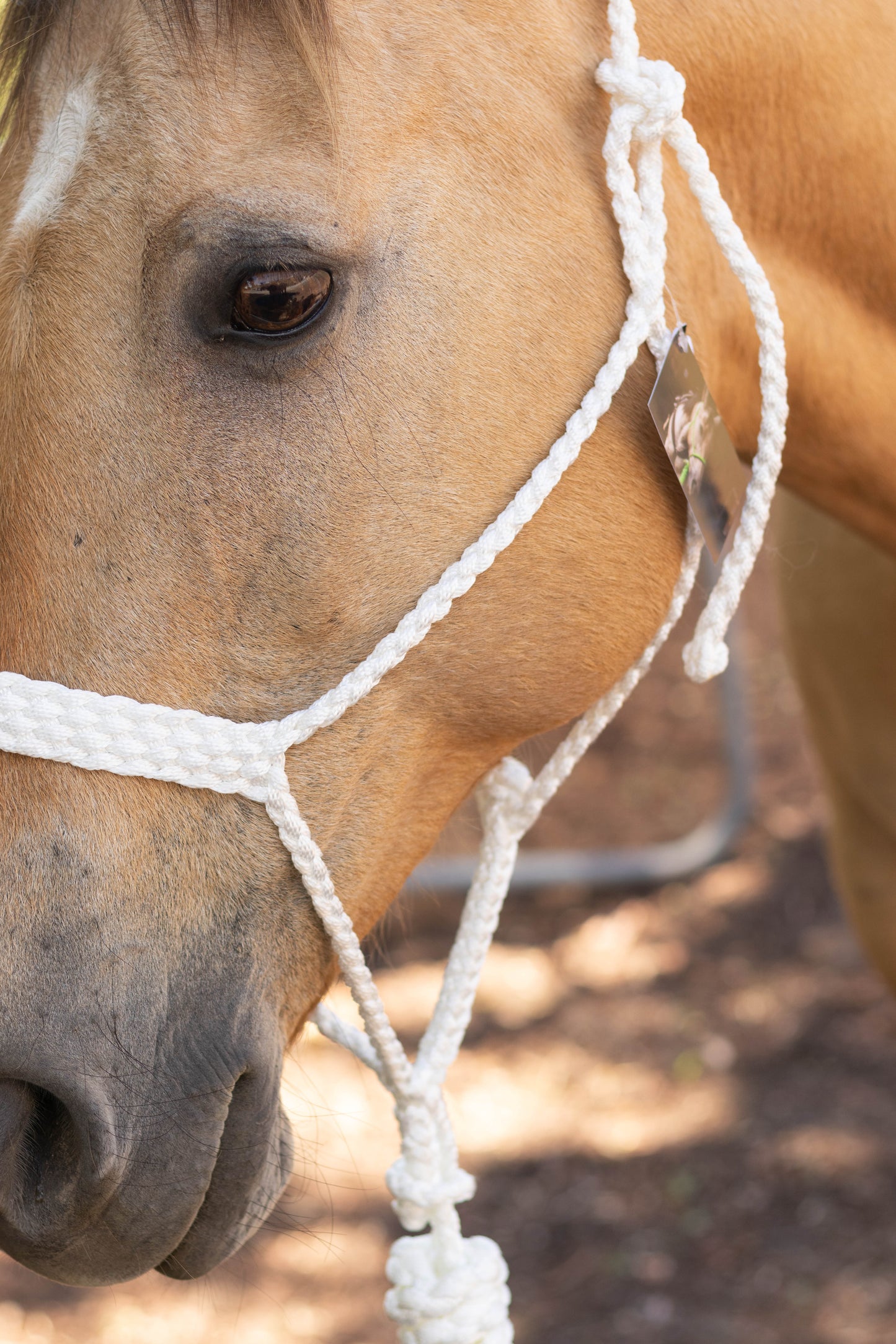 Muletape Halter