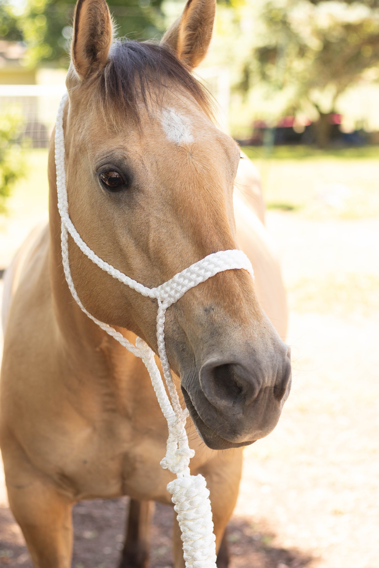 Muletape Halter