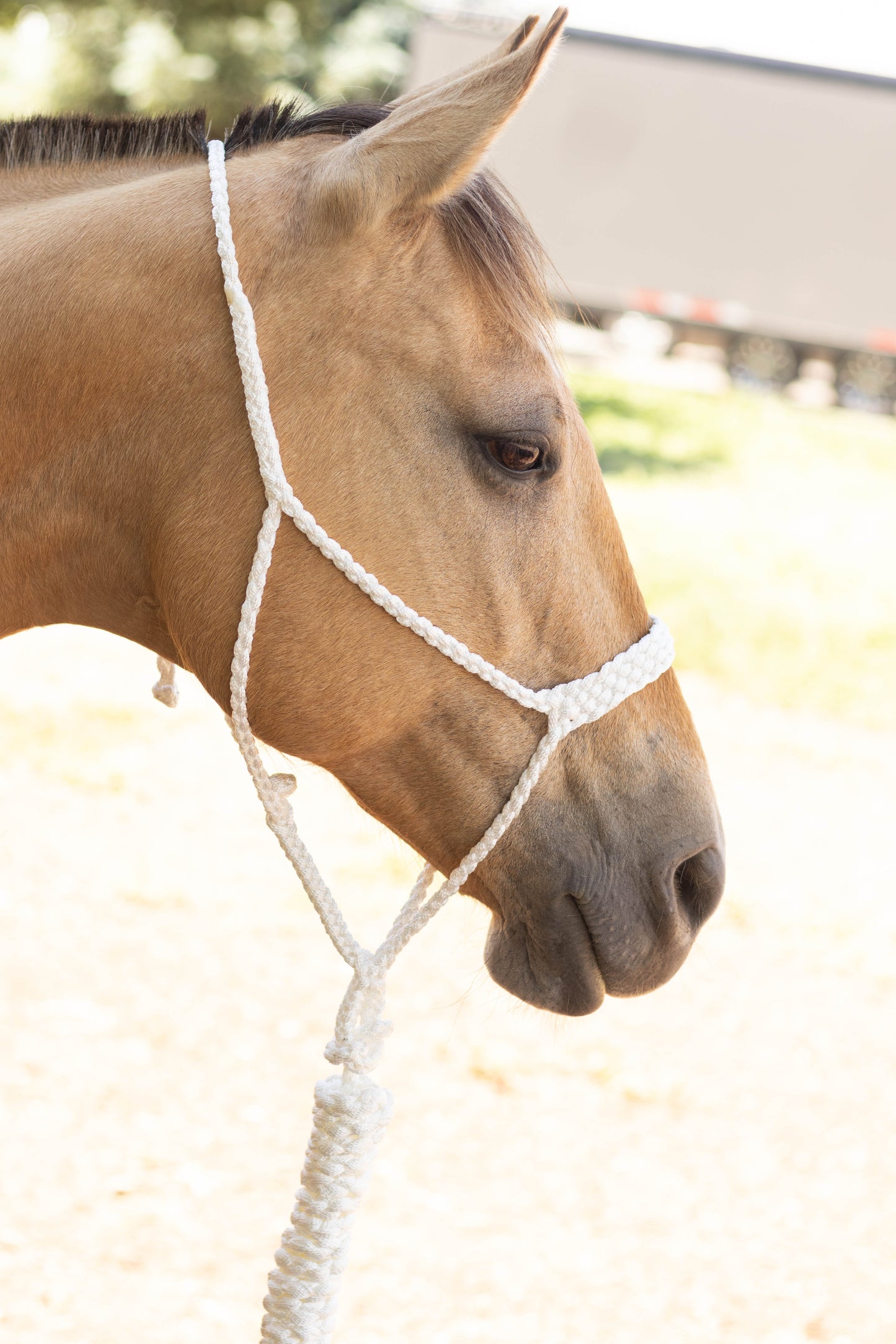 Muletape Halter