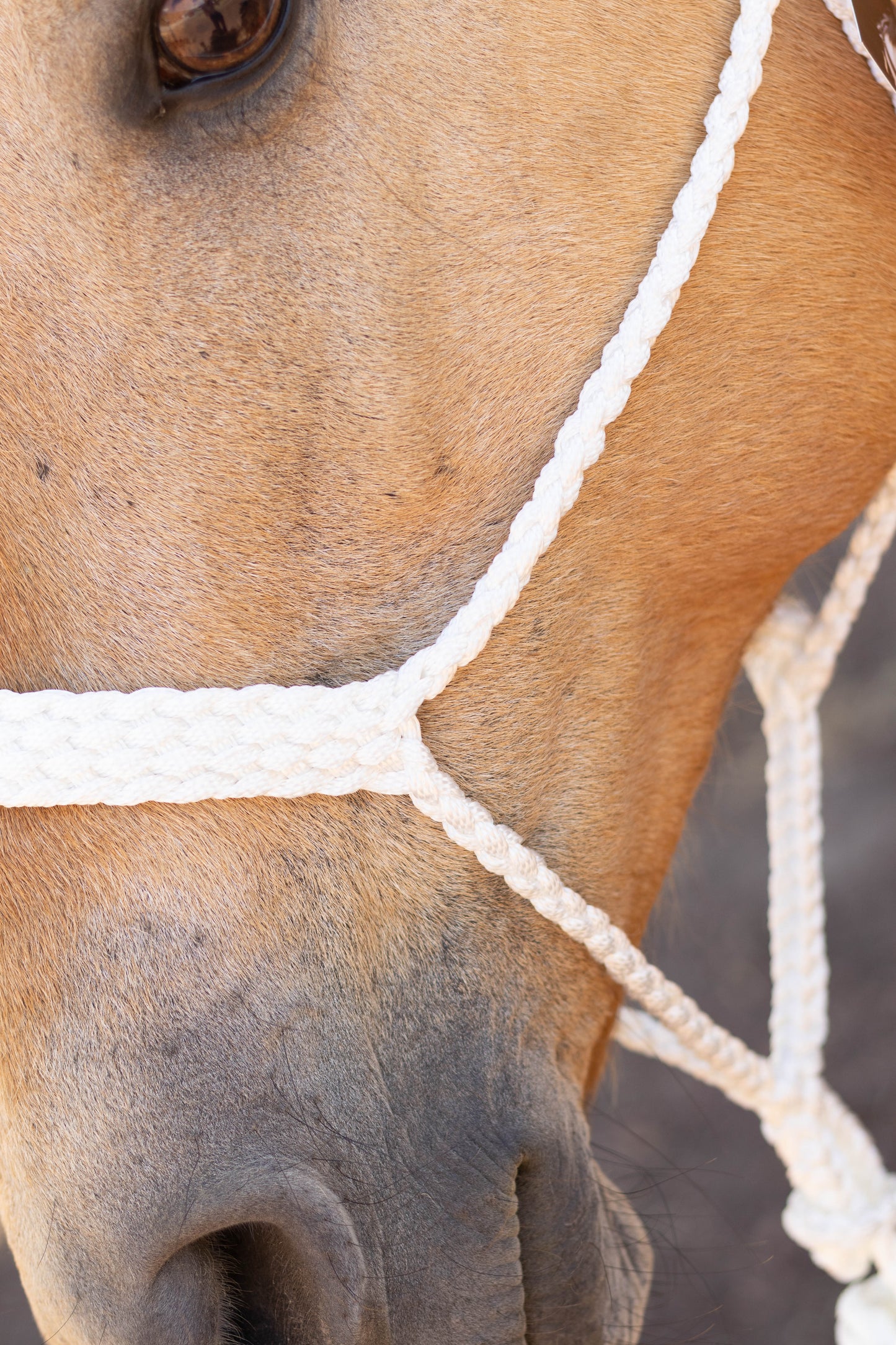 Muletape Halter