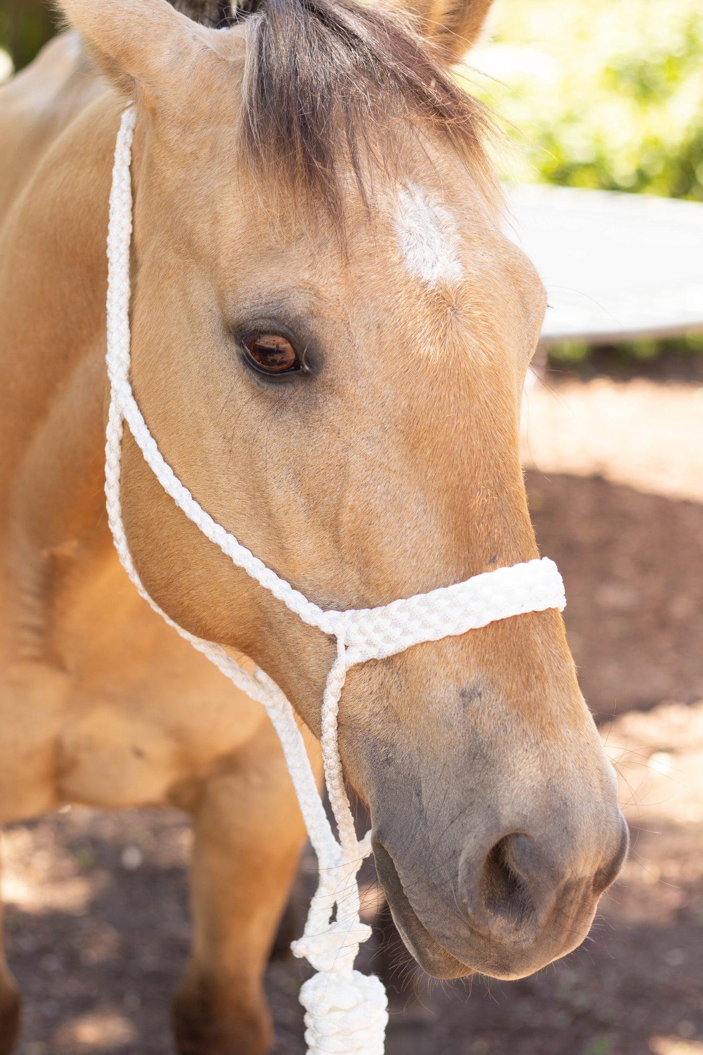 Muletape Halter