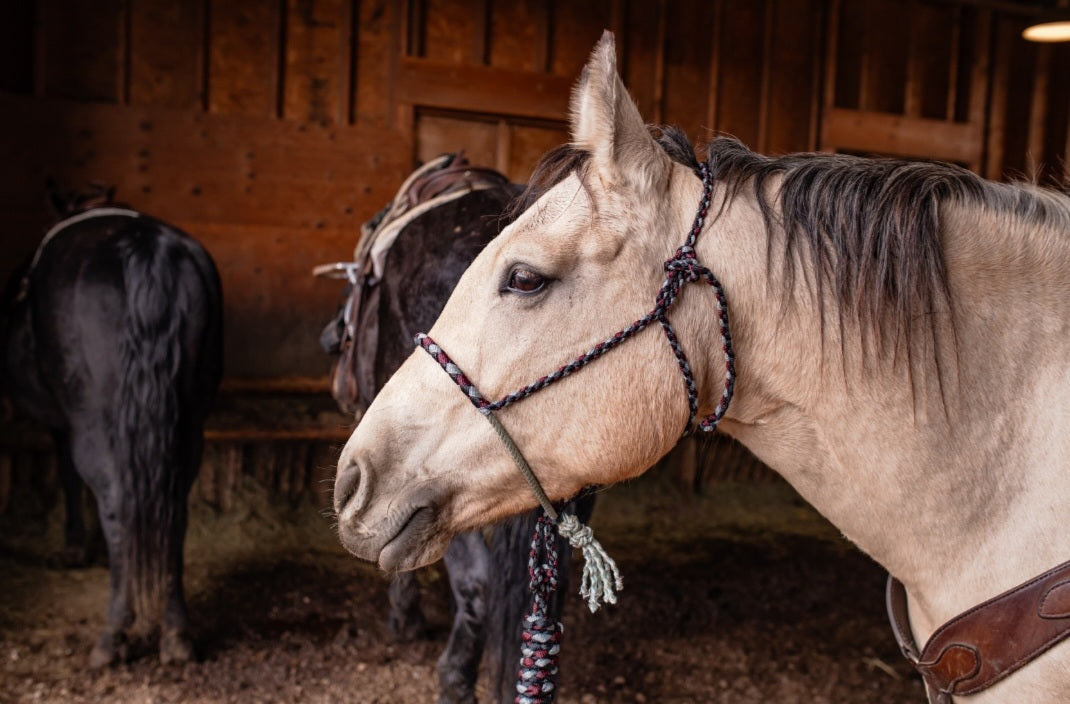 Larait Noseband Halter