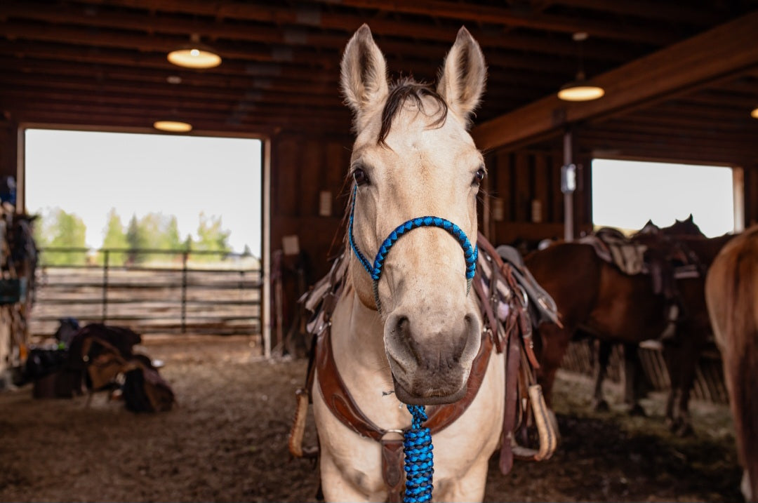 Lariat Noseband Halter