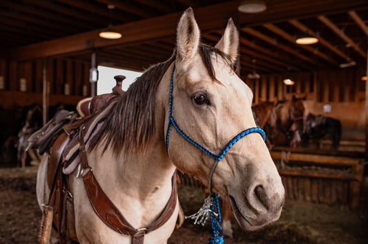 Lariat Noseband Halter