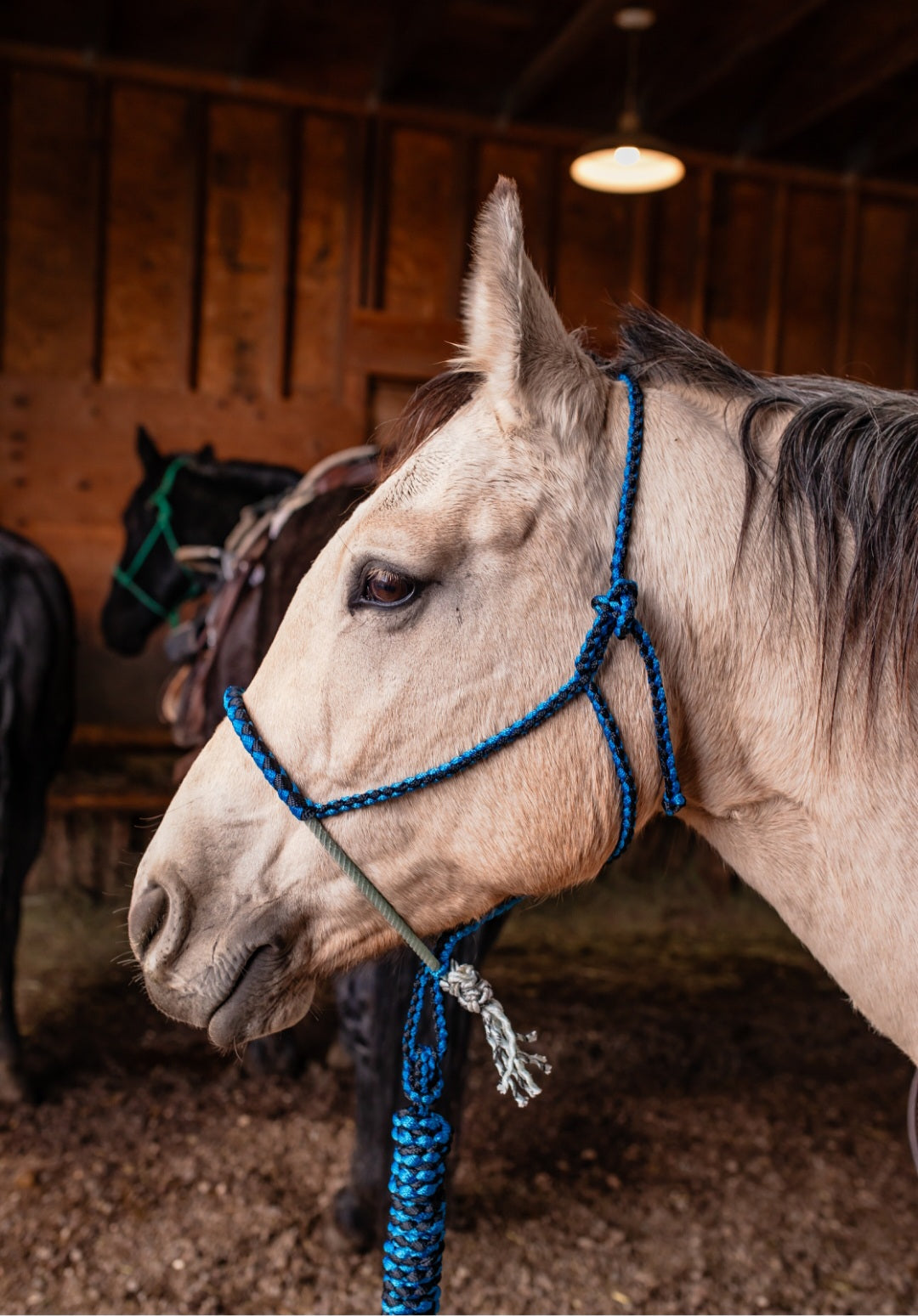 Lariat Noseband Halter