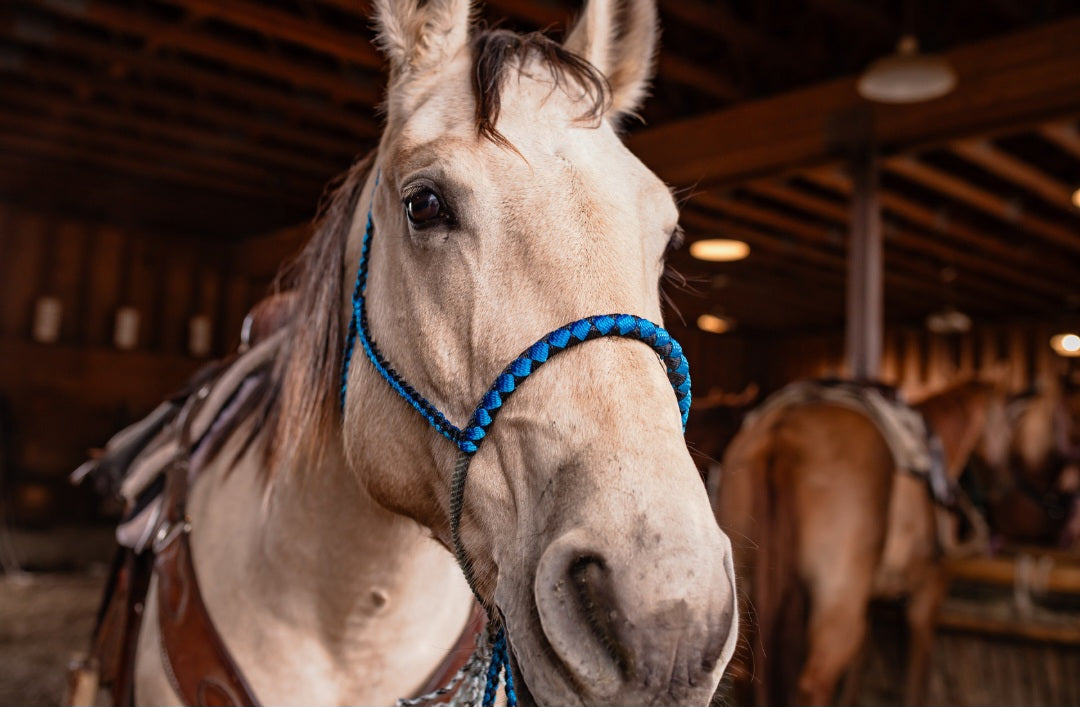 Lariat Noseband Halter