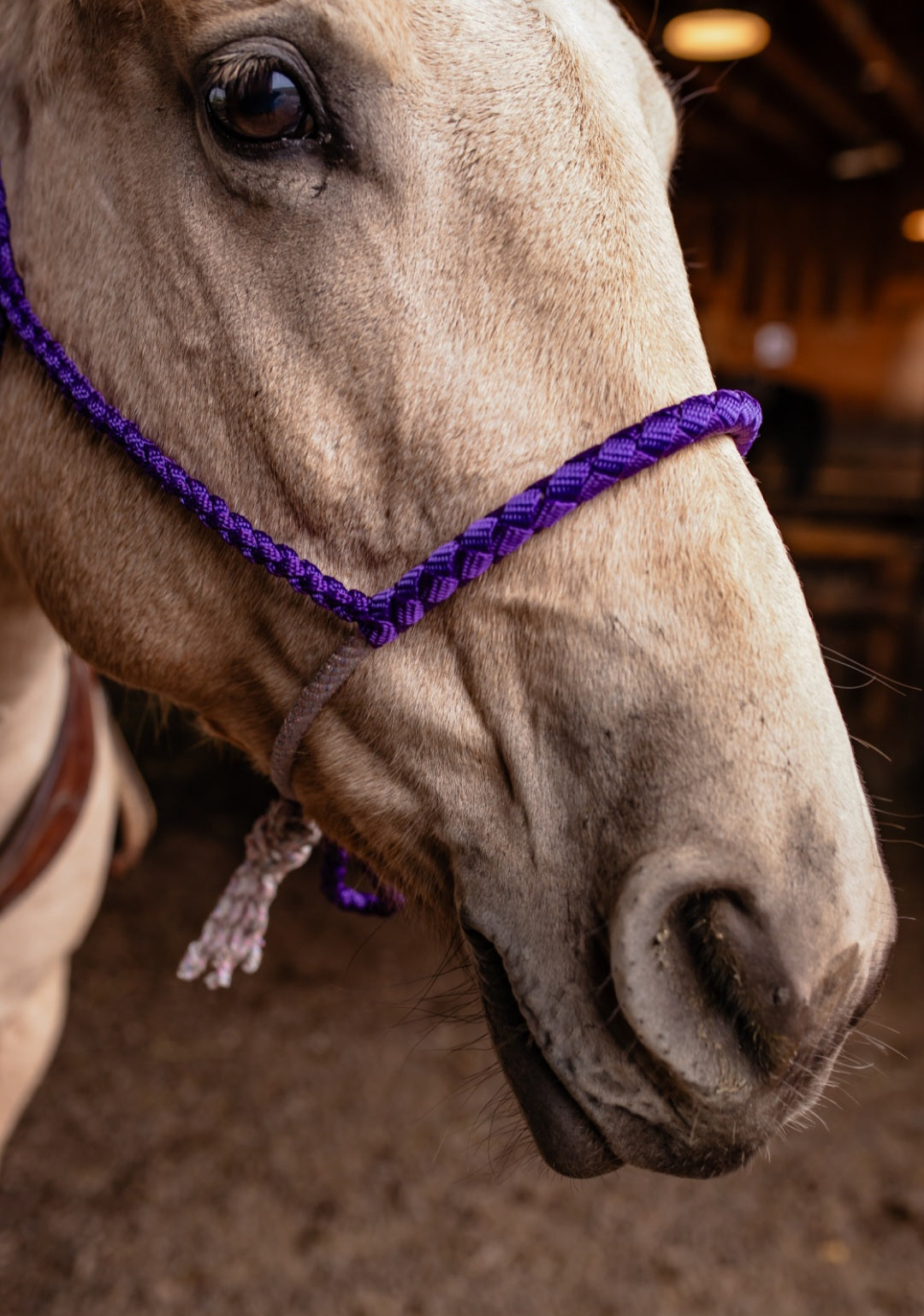 Lariat Noseband Halter