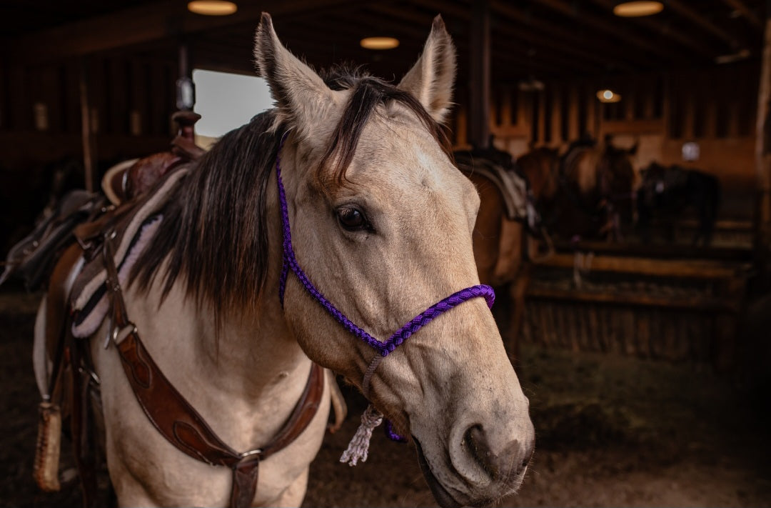 Lariat Noseband Halter