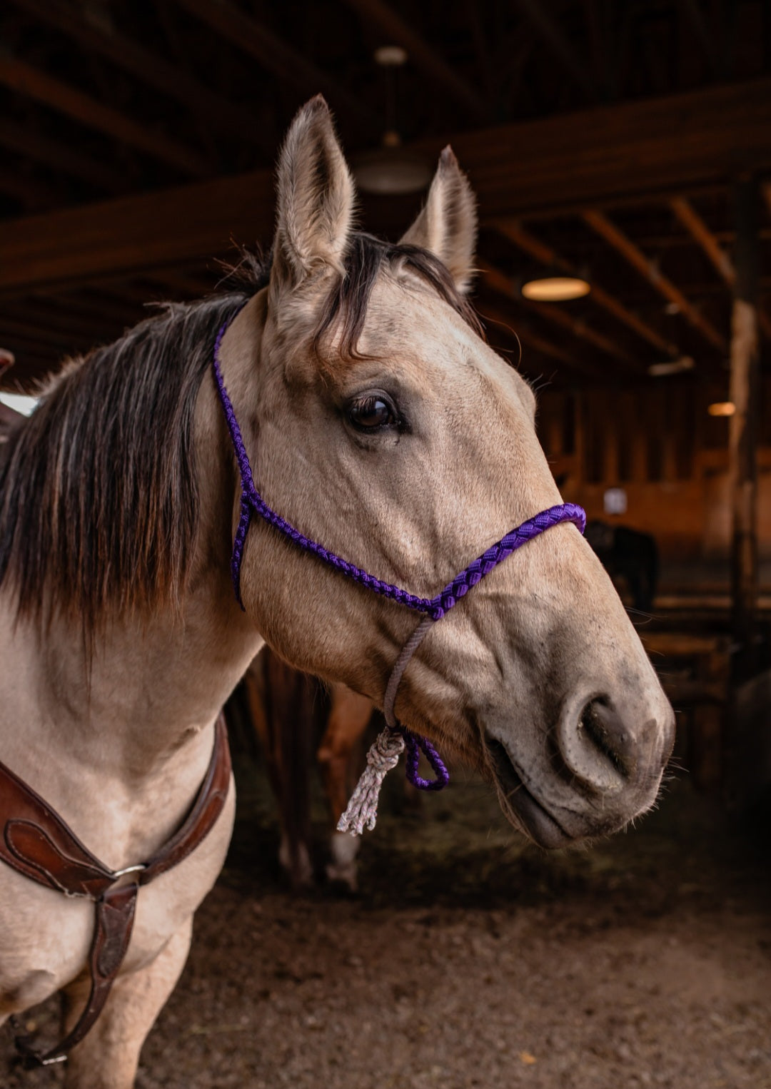 Lariat Noseband Halter