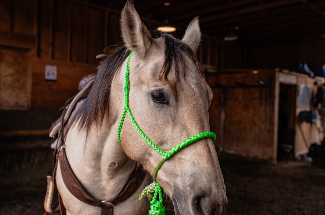 Lariat Noseband Halter