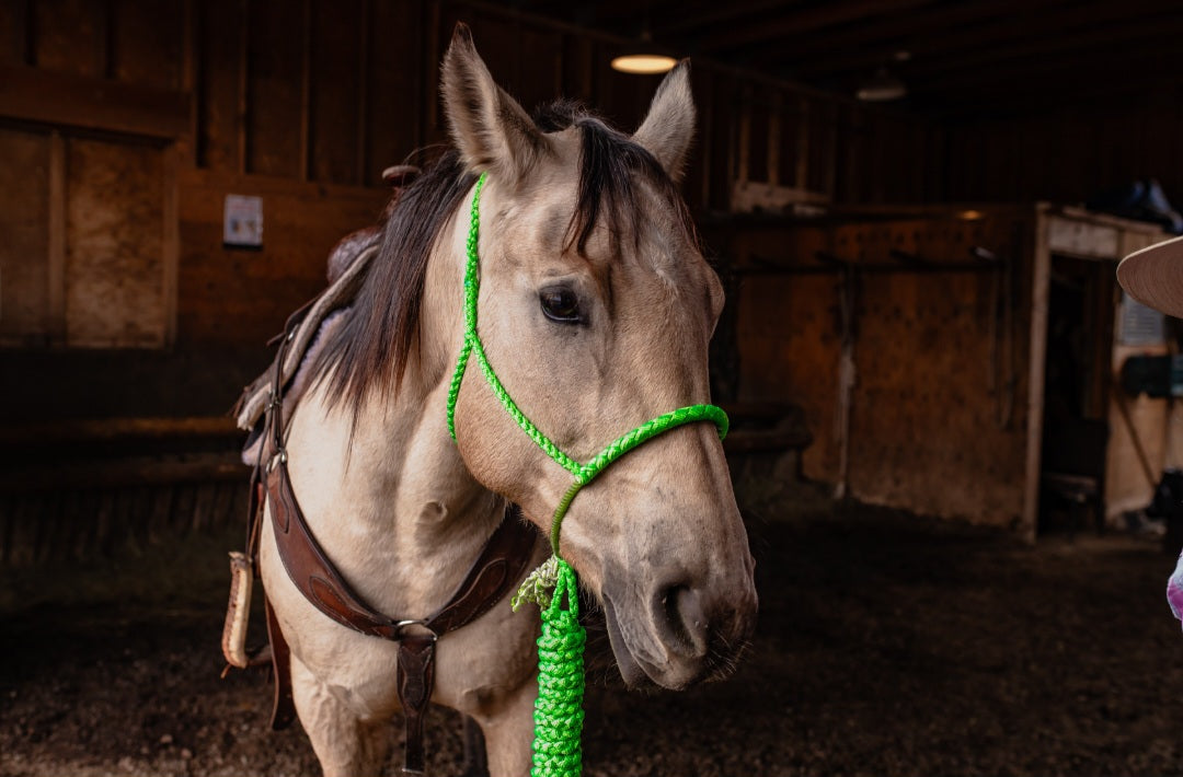 Lariat Noseband Halter