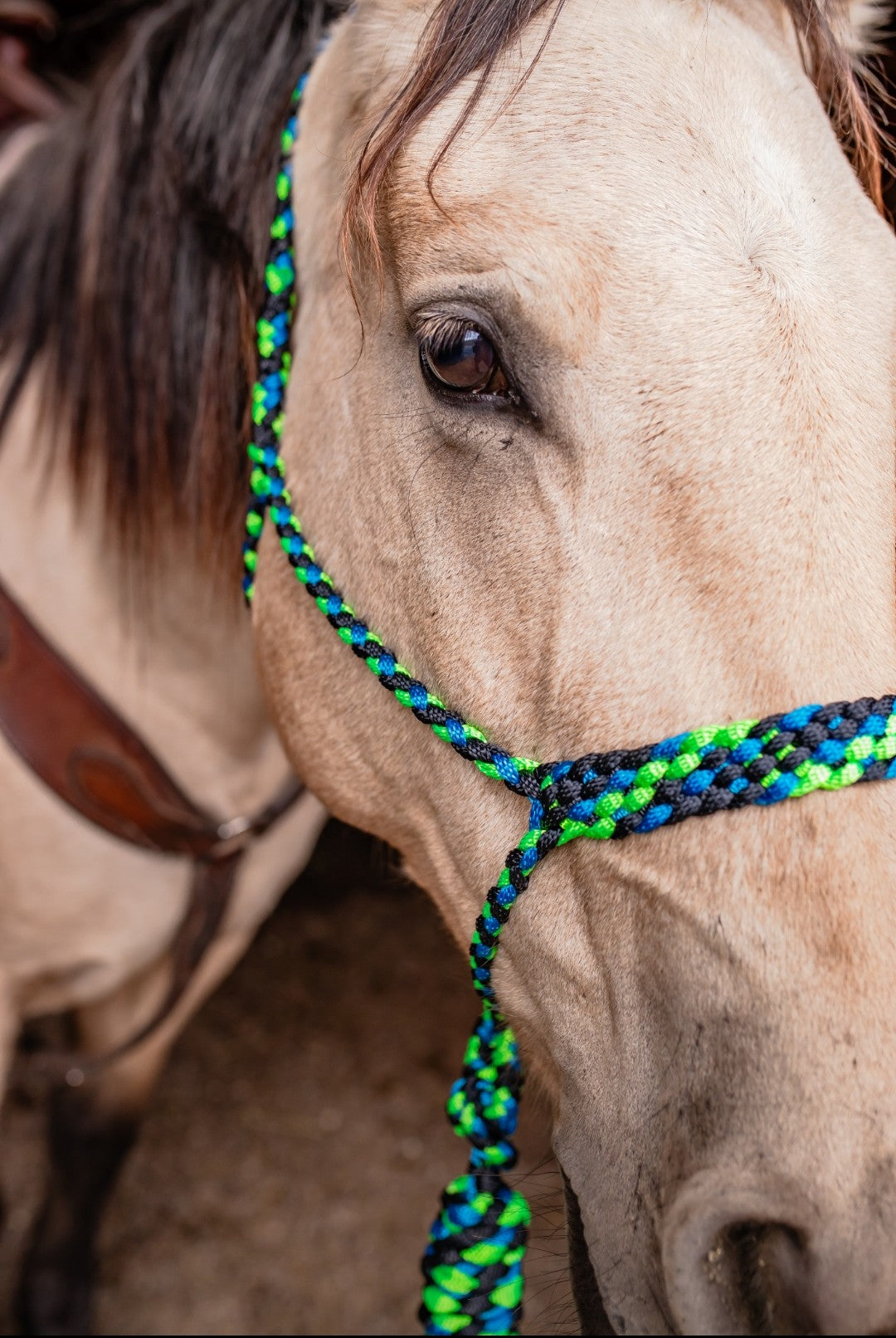 Muletape Halter