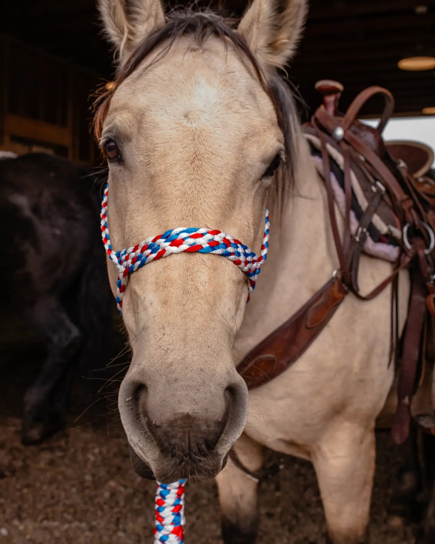 Muletape Halter