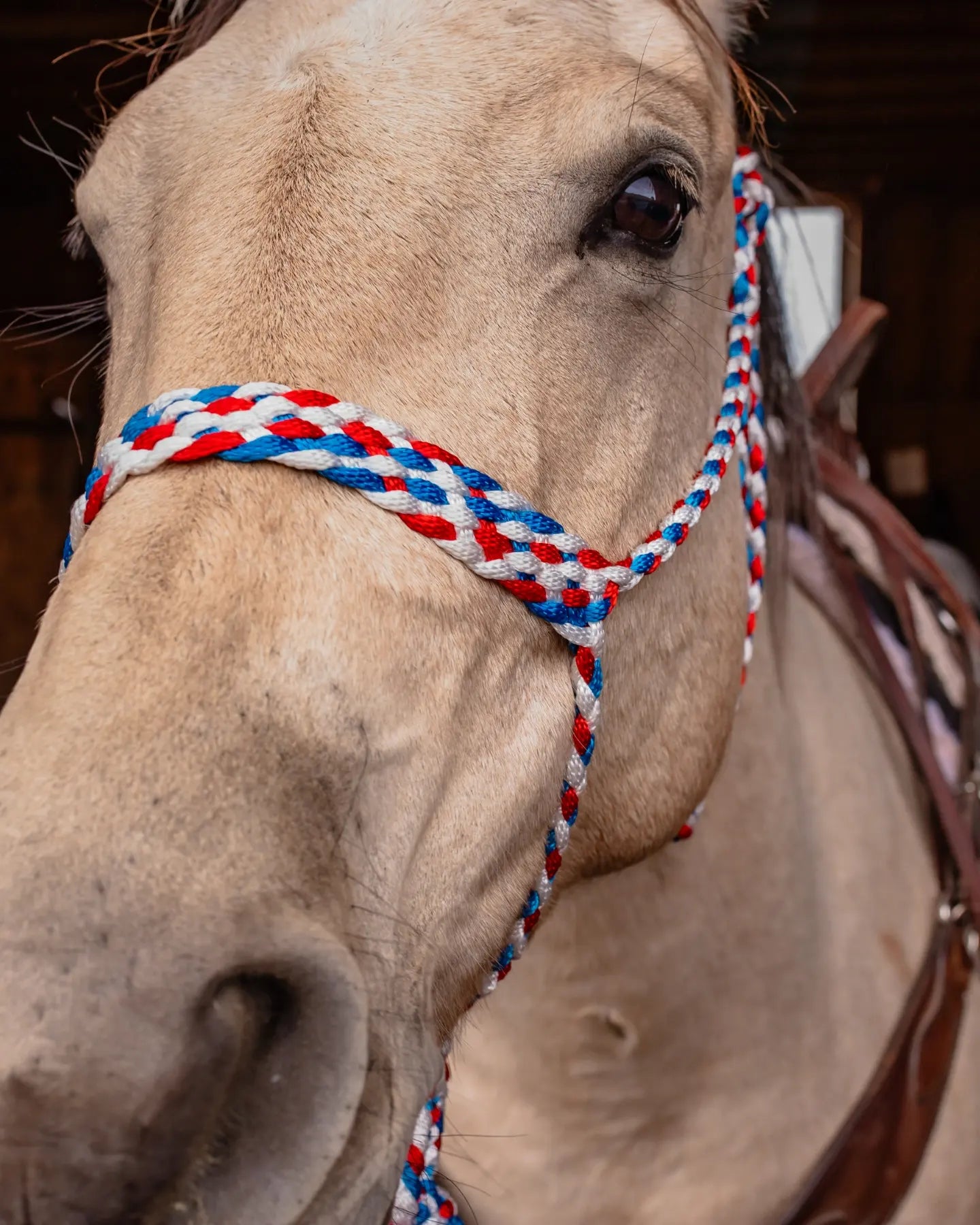 Muletape Halter