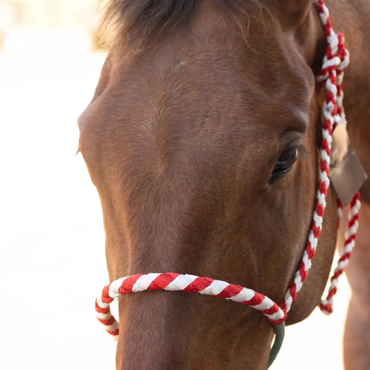 Lariat Noseband Halter