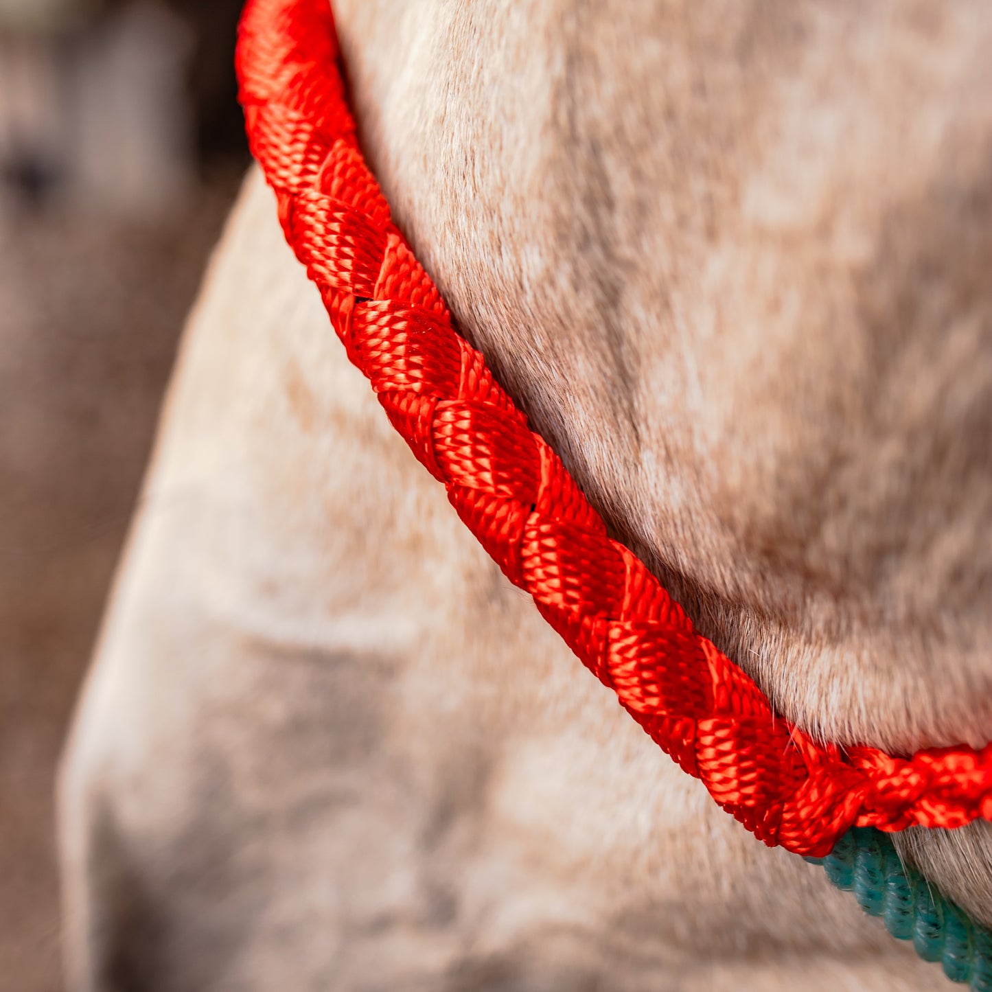 Lariat Noseband Halter