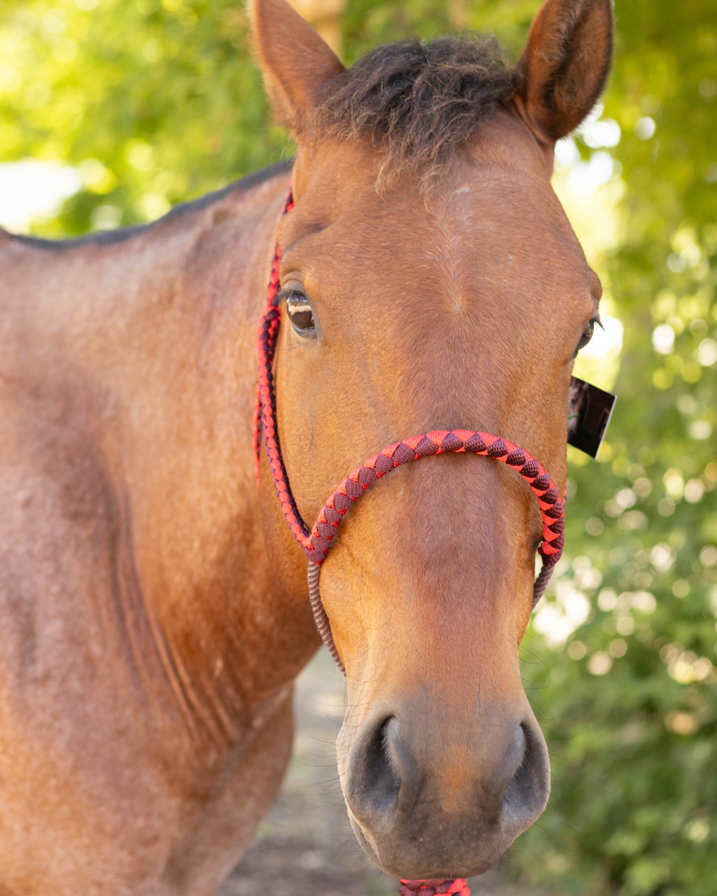 Custom Lariat Noseband Halter