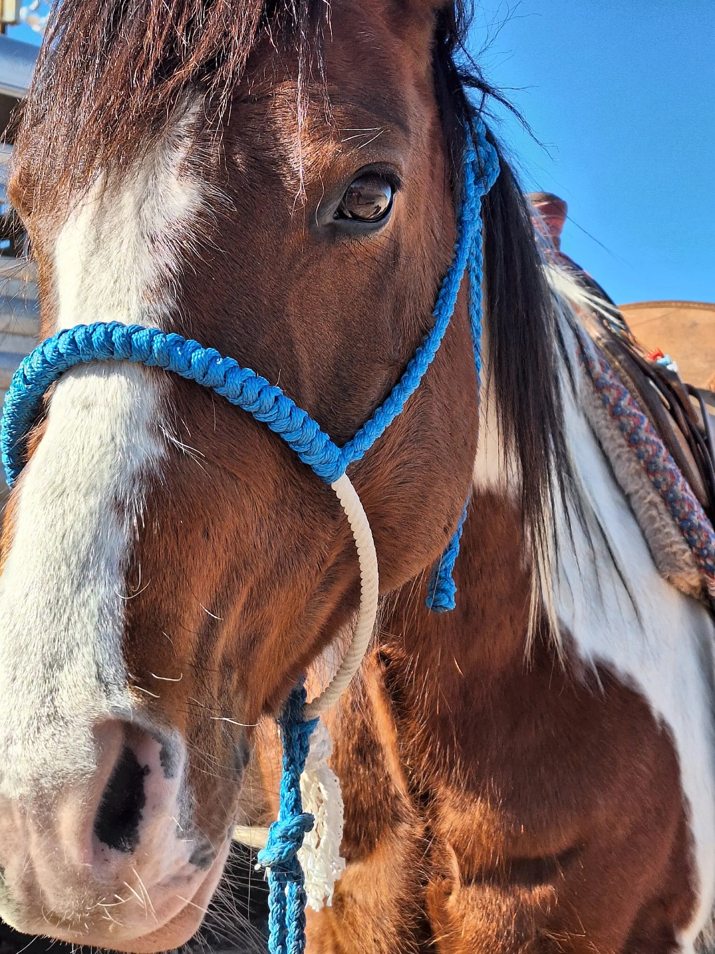 Custom Lariat Noseband Halter
