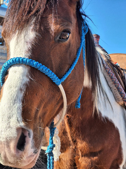 Muletape Halter