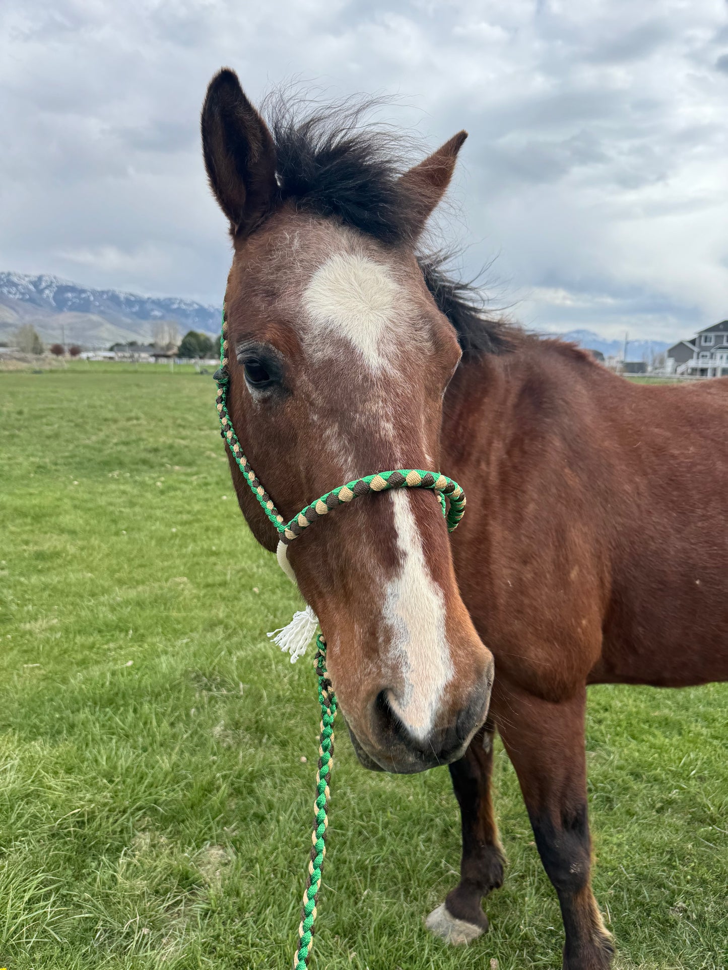 Lariat Noseband Halter