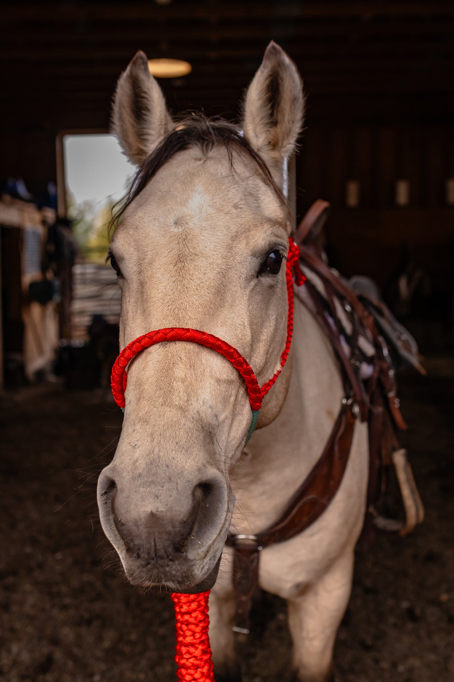 Lariat Noseband Halter