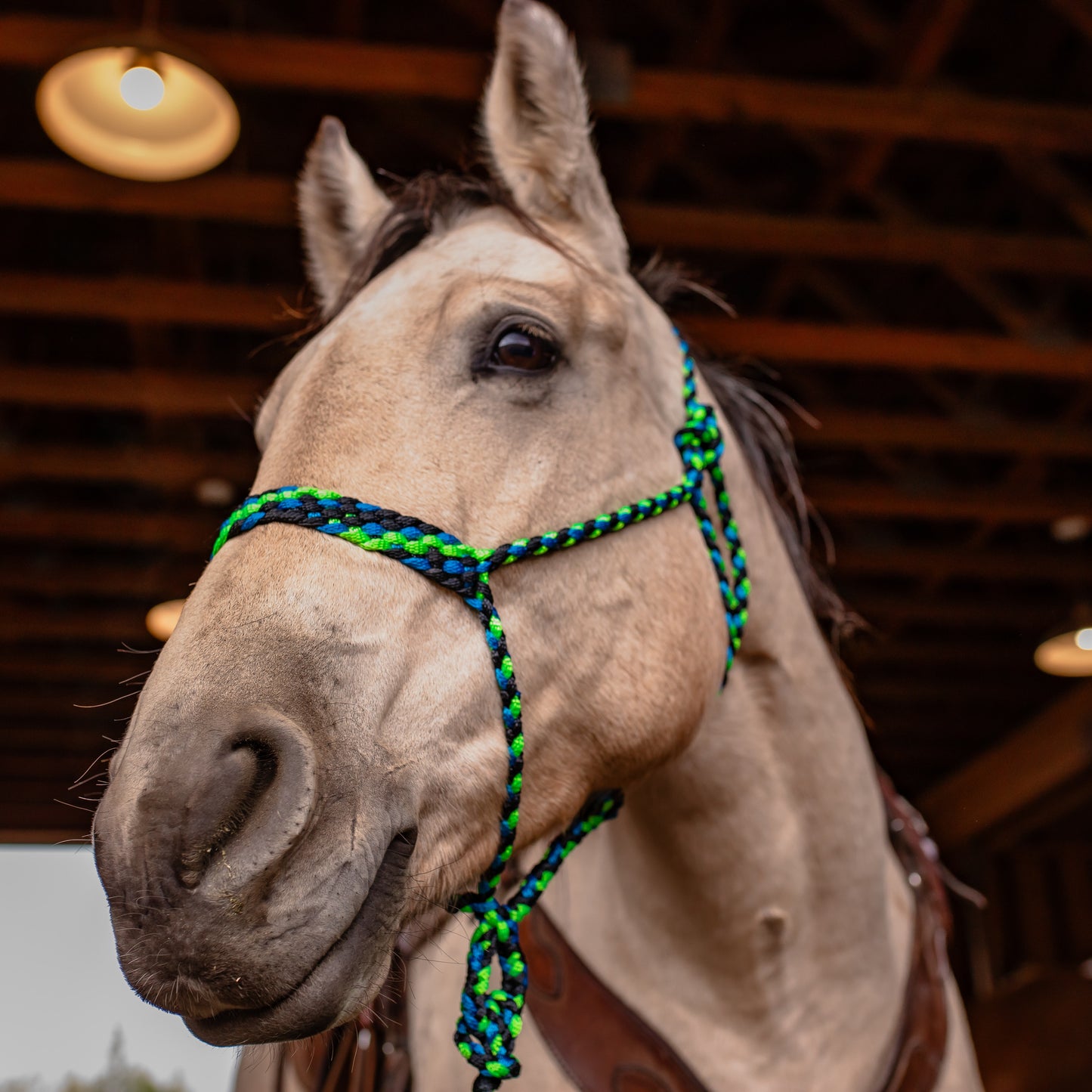 Muletape Halter