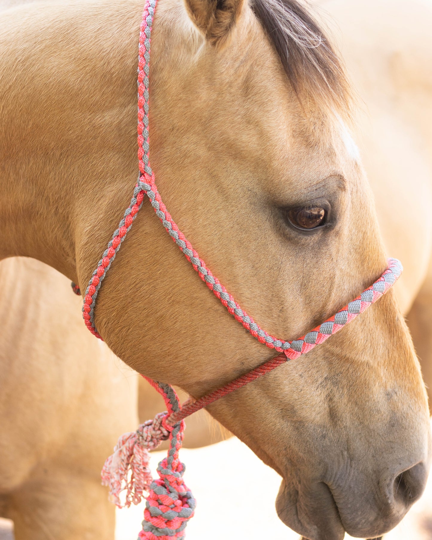 Custom Lariat Noseband Halter