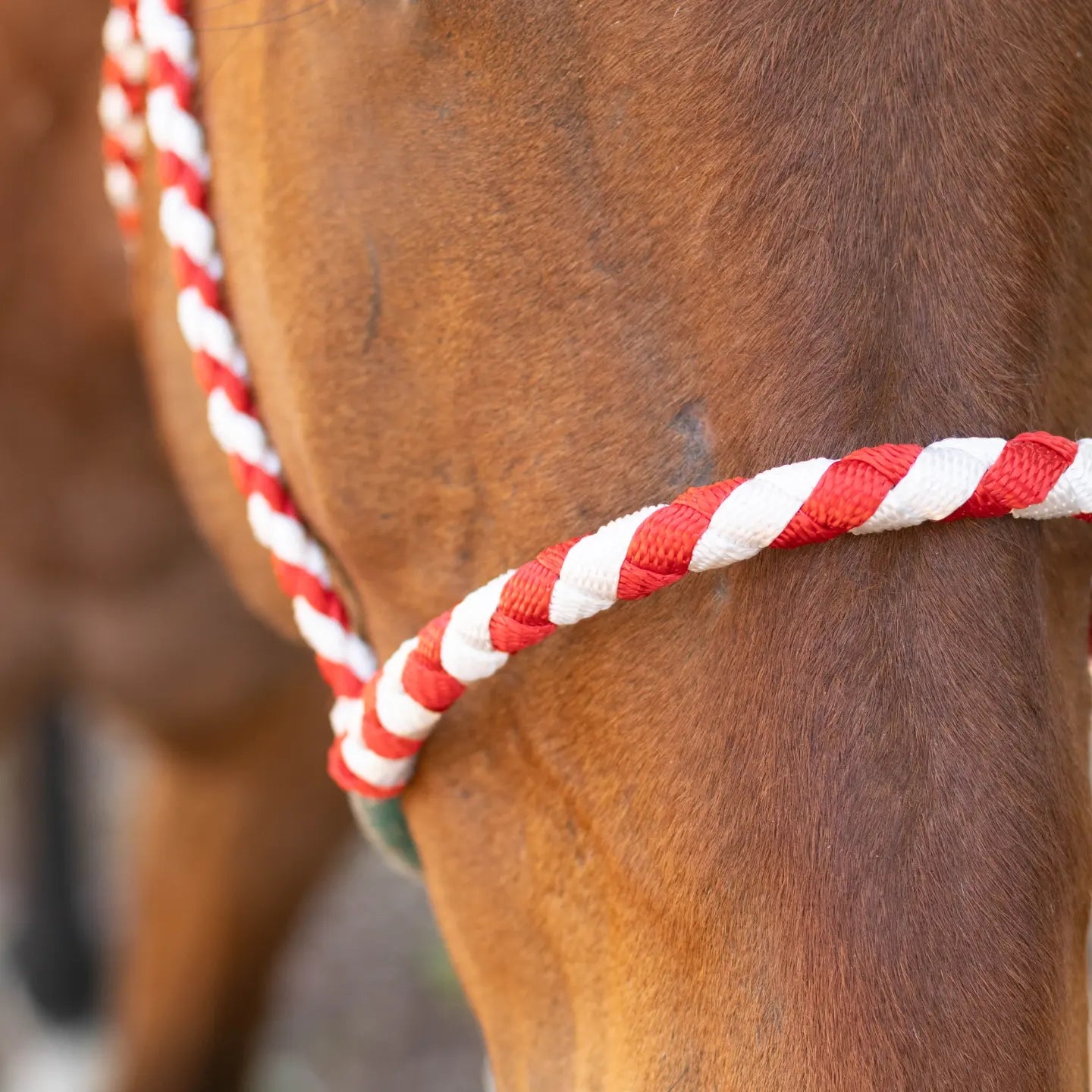 Lariat Noseband Halter