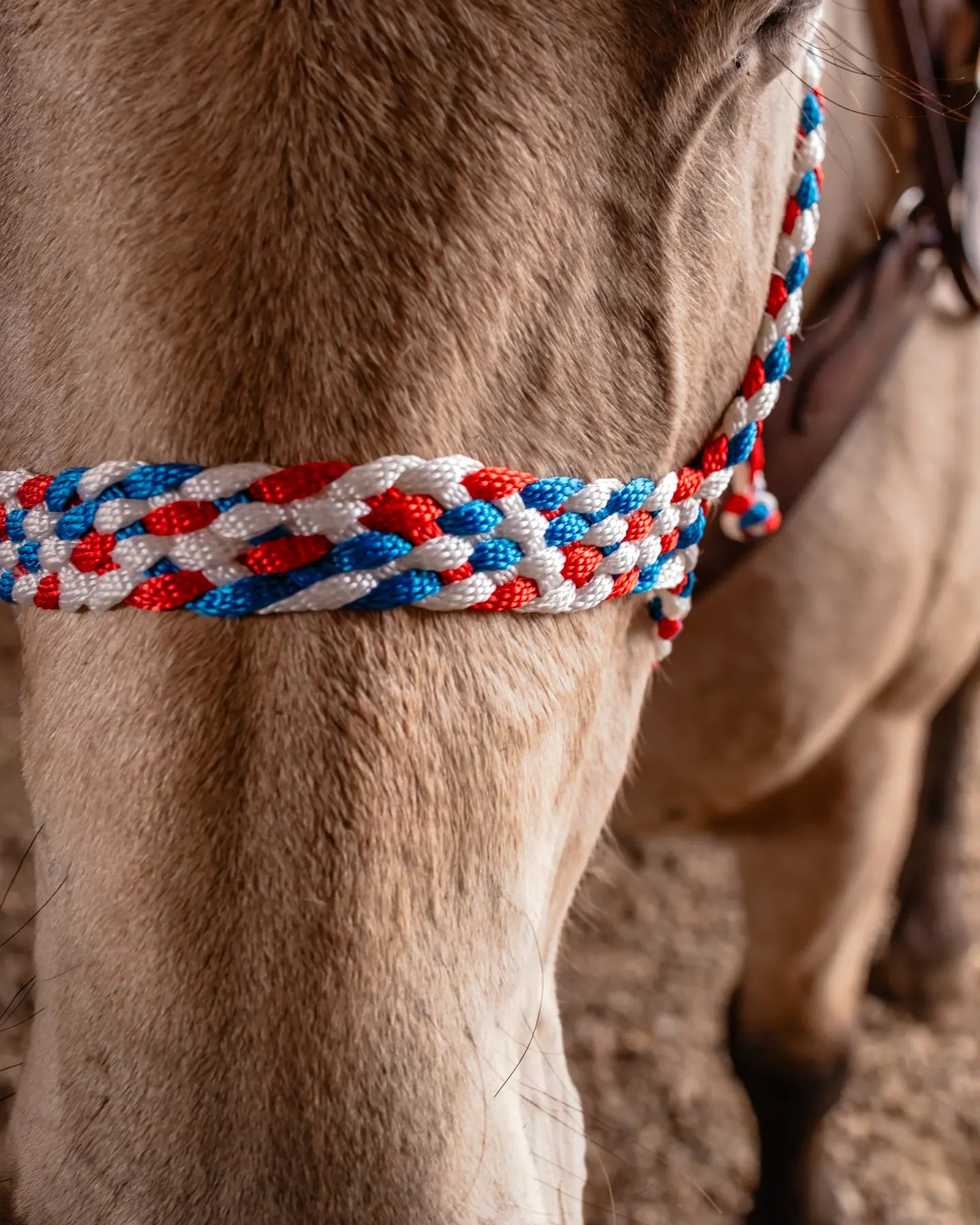 Muletape Halter