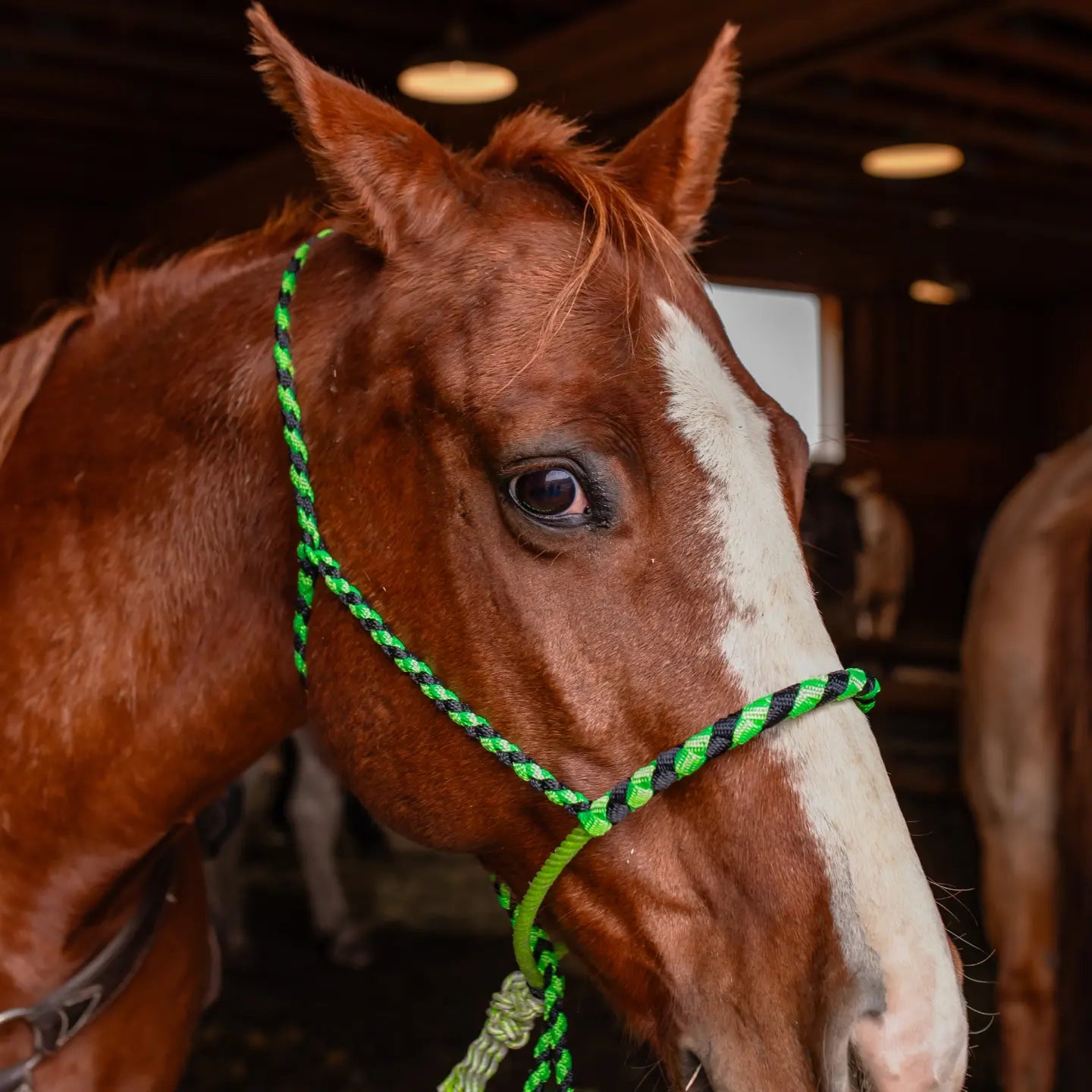 Lariat Noseband Halter