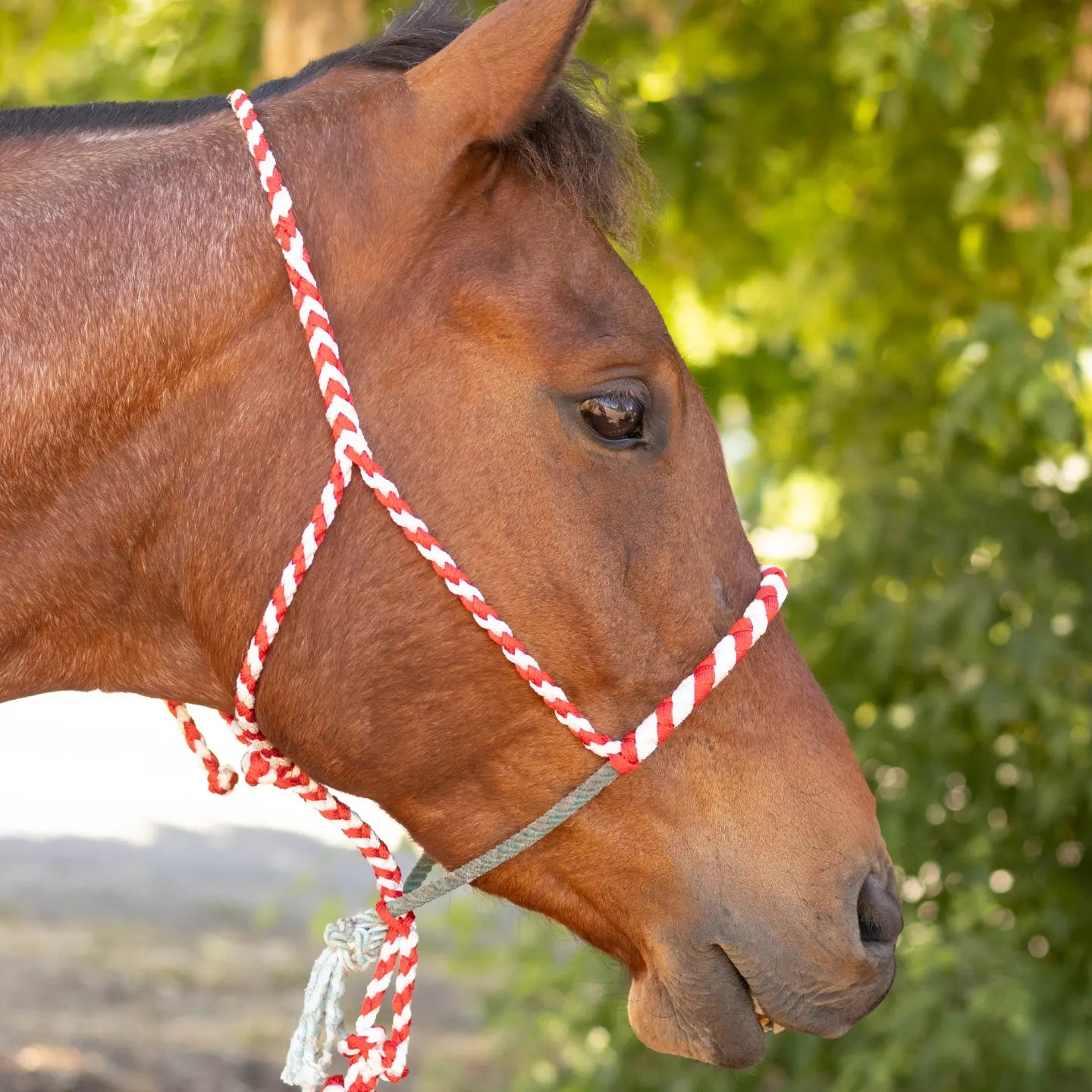 Lariat Noseband Halter