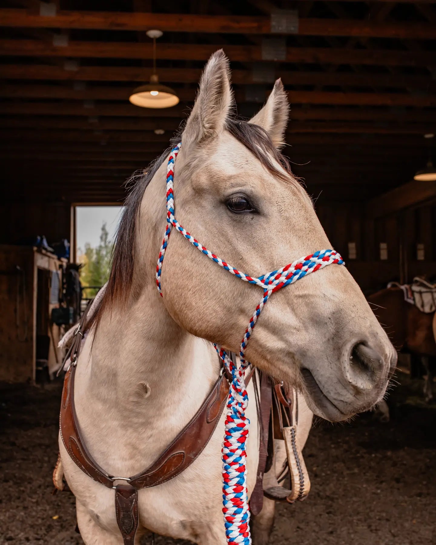 Muletape Halter