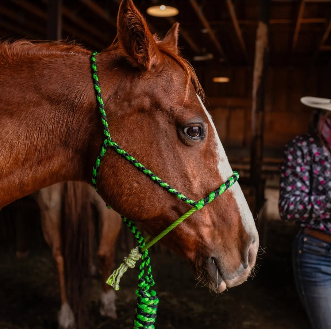 Custom Lariat Noseband Halter